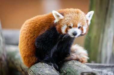 Ormandaki kırmızı panda