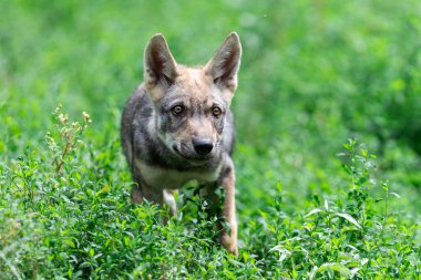 Yavru gri kurt ormanda