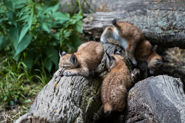 Bebê Lynx Floresta — Fotografia de Stock