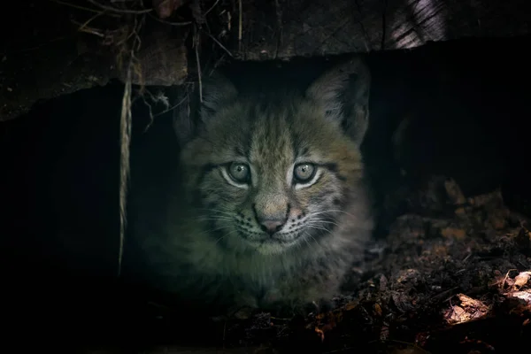 Lynx Baba Erdőben — Stock Fotó