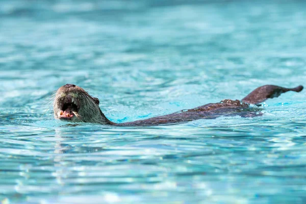 Fischotter Schwimmt Schwimmbad — Stockfoto