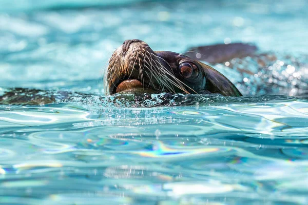 Sea lion swimming during a show