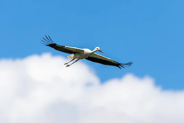 White Stork Flying Meadow — Stock Photo, Image