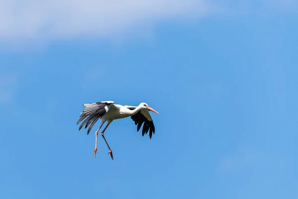 White Stork Flying Meadow — Stock Photo, Image