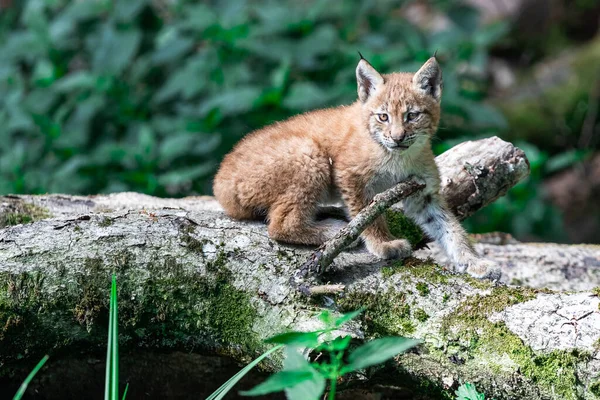 Bebé Lynx Bosque —  Fotos de Stock