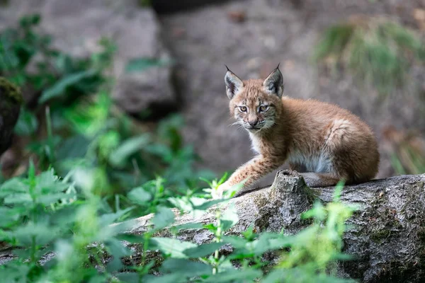 Bebé Lynx Bosque —  Fotos de Stock