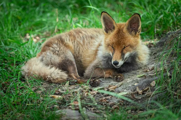 睡在森林里的红狐 — 图库照片