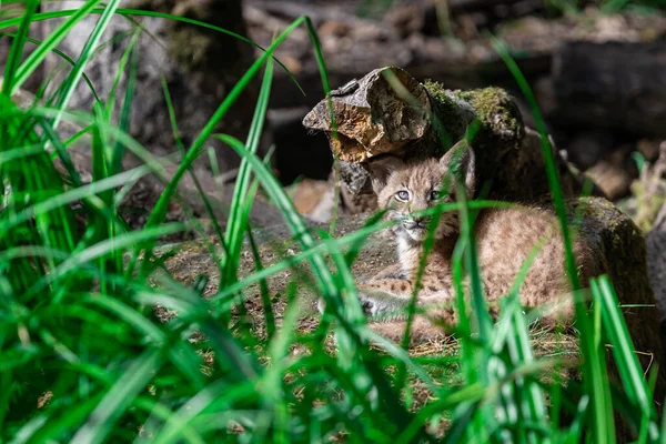 Baby Lynx Στο Δάσος — Φωτογραφία Αρχείου