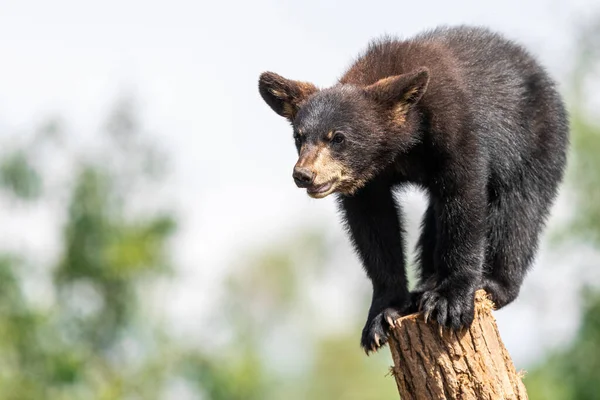 Bambino Orso Nero Che Gioca Sull Albero — Foto Stock