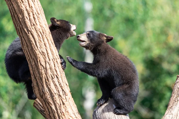 Черный Медвежонок Играет Дереве — стоковое фото