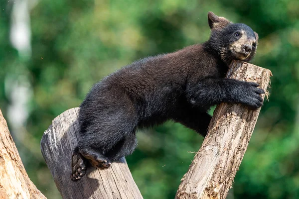 Bambino Orso Nero Che Gioca Sull Albero — Foto Stock