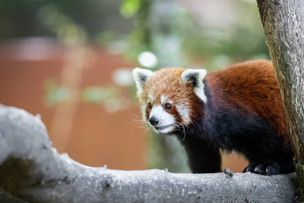 Panda Rouge Dans Forêt — Photo