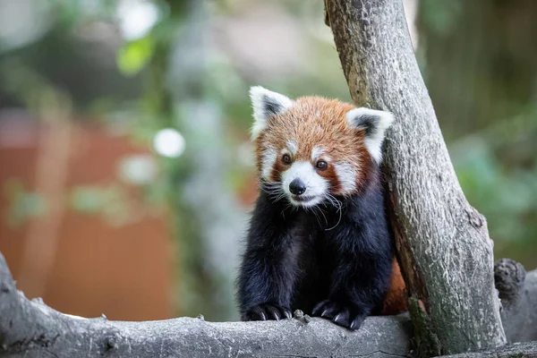 Ormandaki Kırmızı Panda — Stok fotoğraf