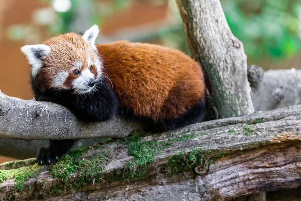 Ormandaki Kırmızı Panda — Stok fotoğraf