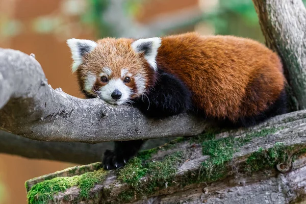 Panda Rouge Dans Forêt — Photo