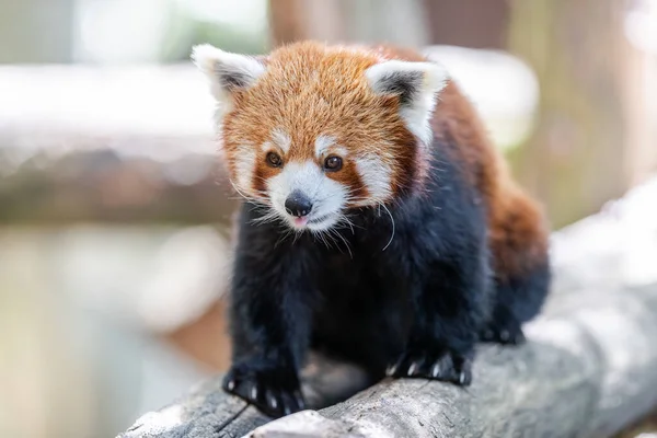 Czerwona Panda Lesie — Zdjęcie stockowe