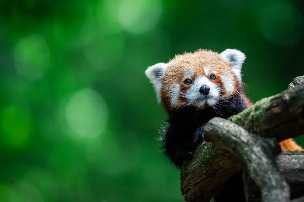 Panda Rouge Dans Forêt — Photo