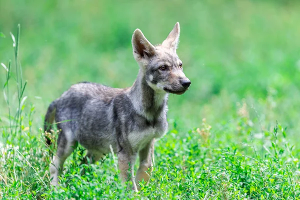 森の中の赤ちゃんの灰色のオオカミ — ストック写真