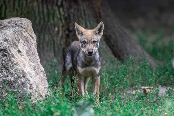 Baby Grijze Wolf Het Bos — Stockfoto