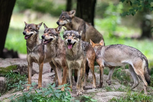 Grijze Wolf Het Bos — Stockfoto