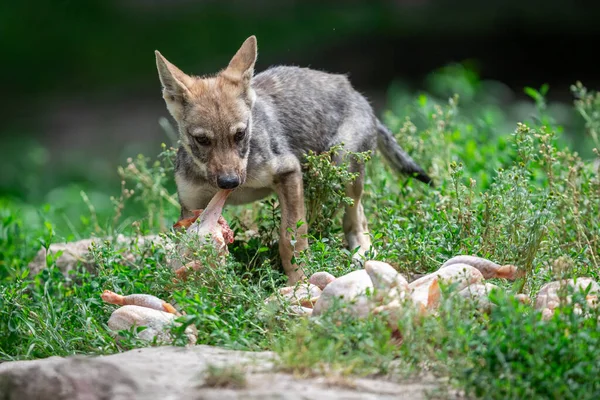 Baby Grijze Wolf Het Bos — Stockfoto