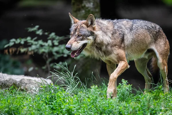 Lobo Gris Bosque — Foto de Stock