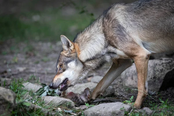 Graue Wölfe Wald — Stockfoto