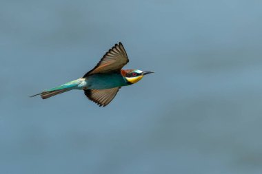 Avrupalı Bea yiyicisi uçan ve böcek avlıyor