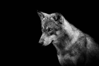Siyah arka planı olan bir kurt portresi.