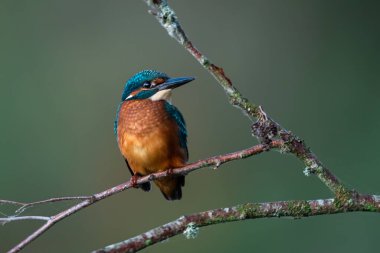 Dalda ortak Kingfisher