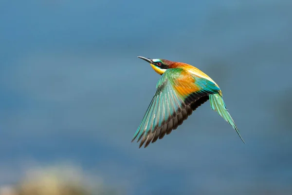 European Bea Eater Flyger Och Jagar Insekter — Stockfoto