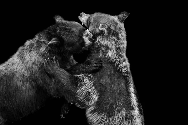 Urso Preto Com Fundo Preto — Fotografia de Stock