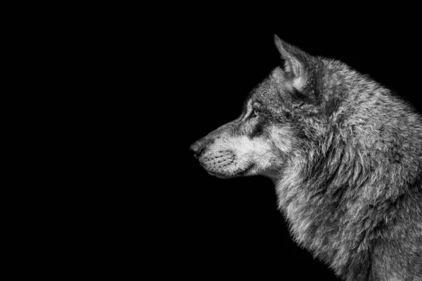 Retrato Lobo Con Fondo Negro —  Fotos de Stock