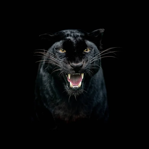 Portrait Black Panther Black Background — Stock Photo, Image