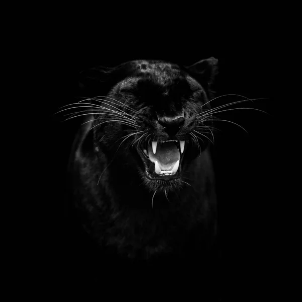 Προσωπογραφία Μαύρου Πάνθηρα Μαύρο Φόντο — Φωτογραφία Αρχείου