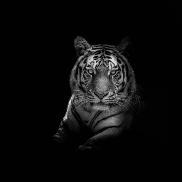 Tigre Avec Fond Noir — Photo