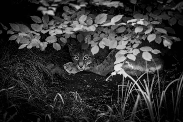 Lynx Dormant Dans Forêt — Photo