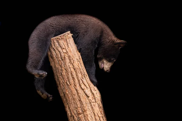 Μαύρη Αρκούδα Μαύρο Φόντο — Φωτογραφία Αρχείου