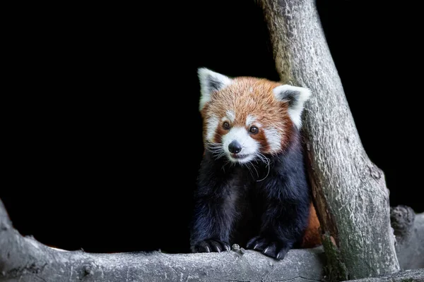 Roter Panda Mit Schwarzem Hintergrund — Stockfoto