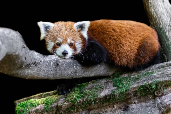 Siyah Arka Planı Olan Kırmızı Panda — Stok fotoğraf