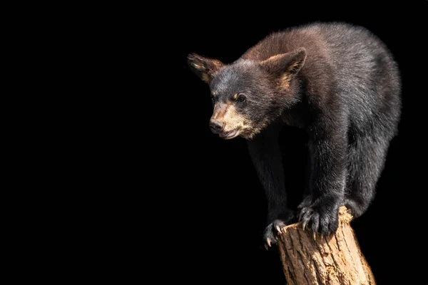 Schwarzer Bär Mit Schwarzem Hintergrund — Stockfoto