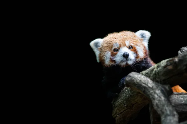 Panda Rojo Con Fondo Negro — Foto de Stock