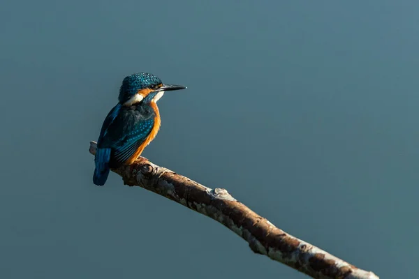 Kingfisher Comum Ramo — Fotografia de Stock