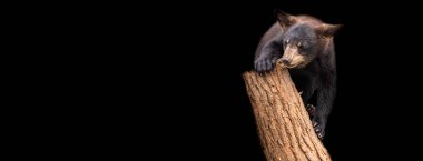 Siyah arka planı olan bir siyah ayı şablonu