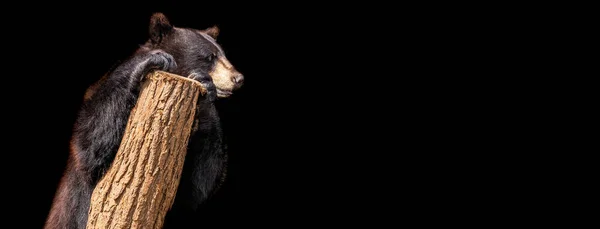 黒い背景の黒いクマのテンプレート — ストック写真