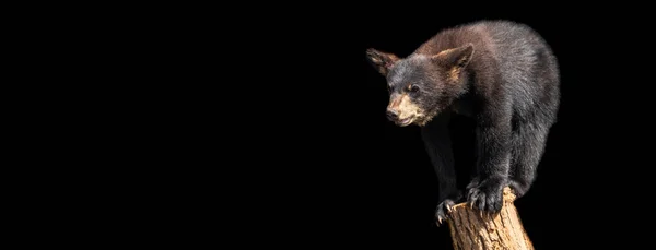 Шаблон Чорного Ведмедя Чорним Тлом — стокове фото
