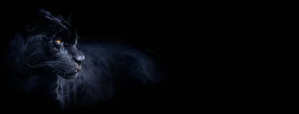 Siyah arkaplanı olan bir kara panterin şablonu