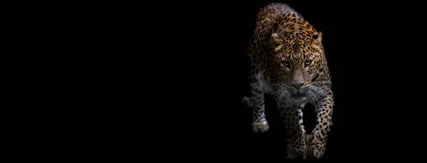 Vorlage Eines Panthers Mit Schwarzem Hintergrund — Stockfoto