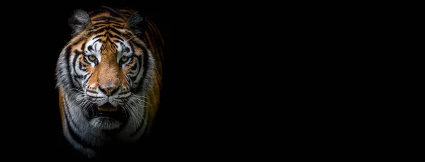 Szablon Tygrysa Czarnym Tłem — Zdjęcie stockowe