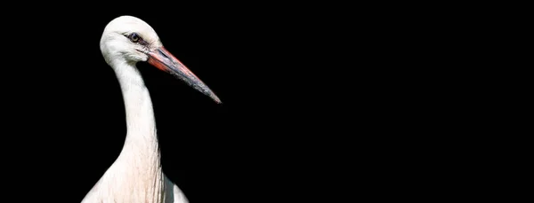 黑色背景的白鹤模板 — 图库照片